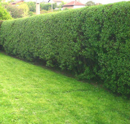 Hedge after trimming